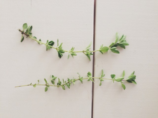 oregano