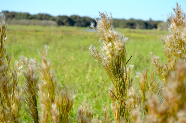 myakka state park