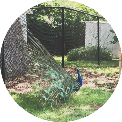 peacock